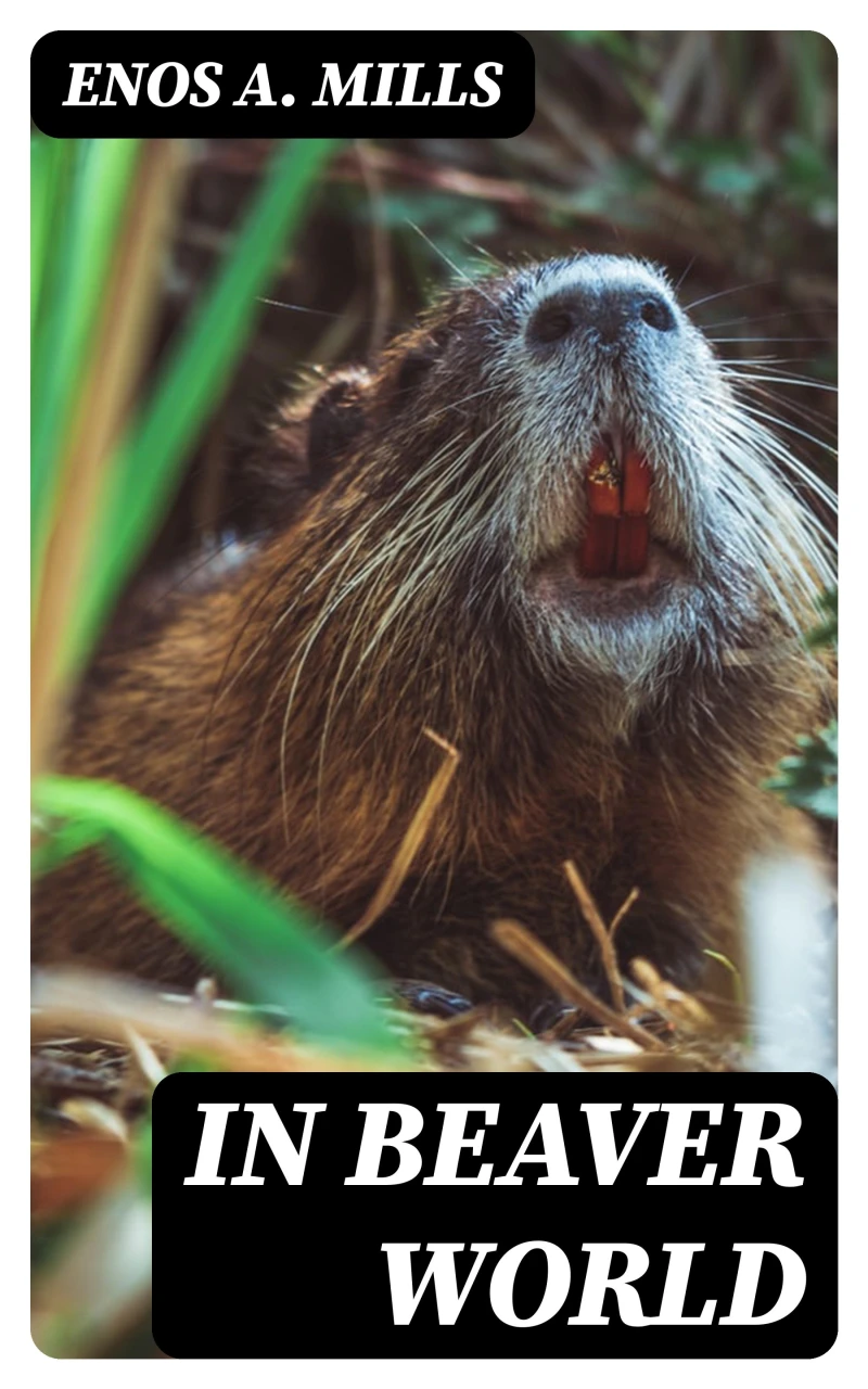 Portada: In Beaver World
