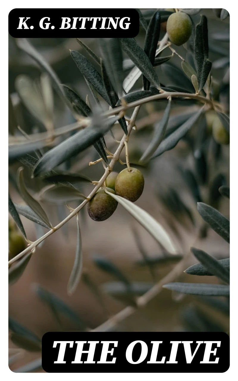 Portada: The Olive
