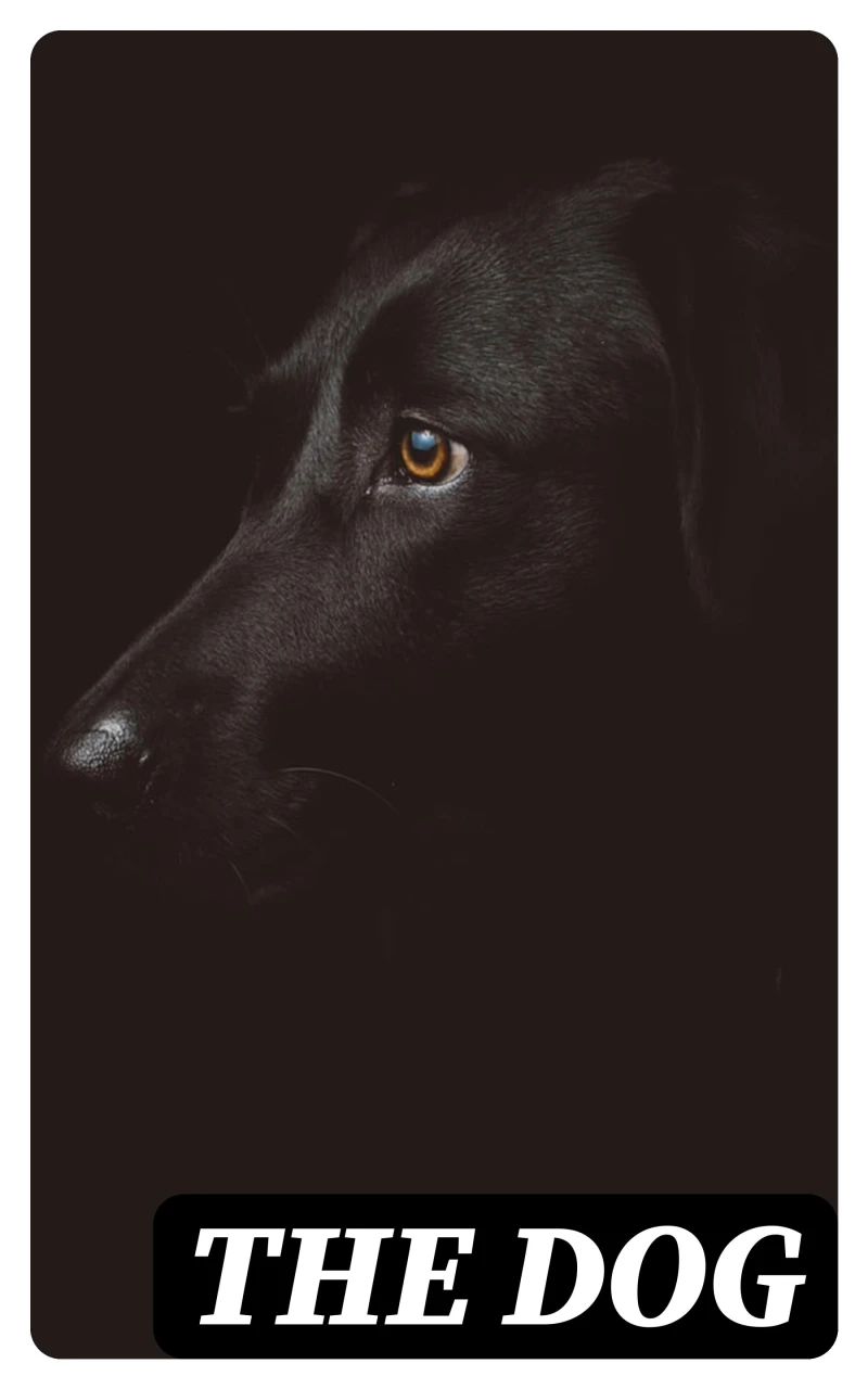 Portada: The Dog