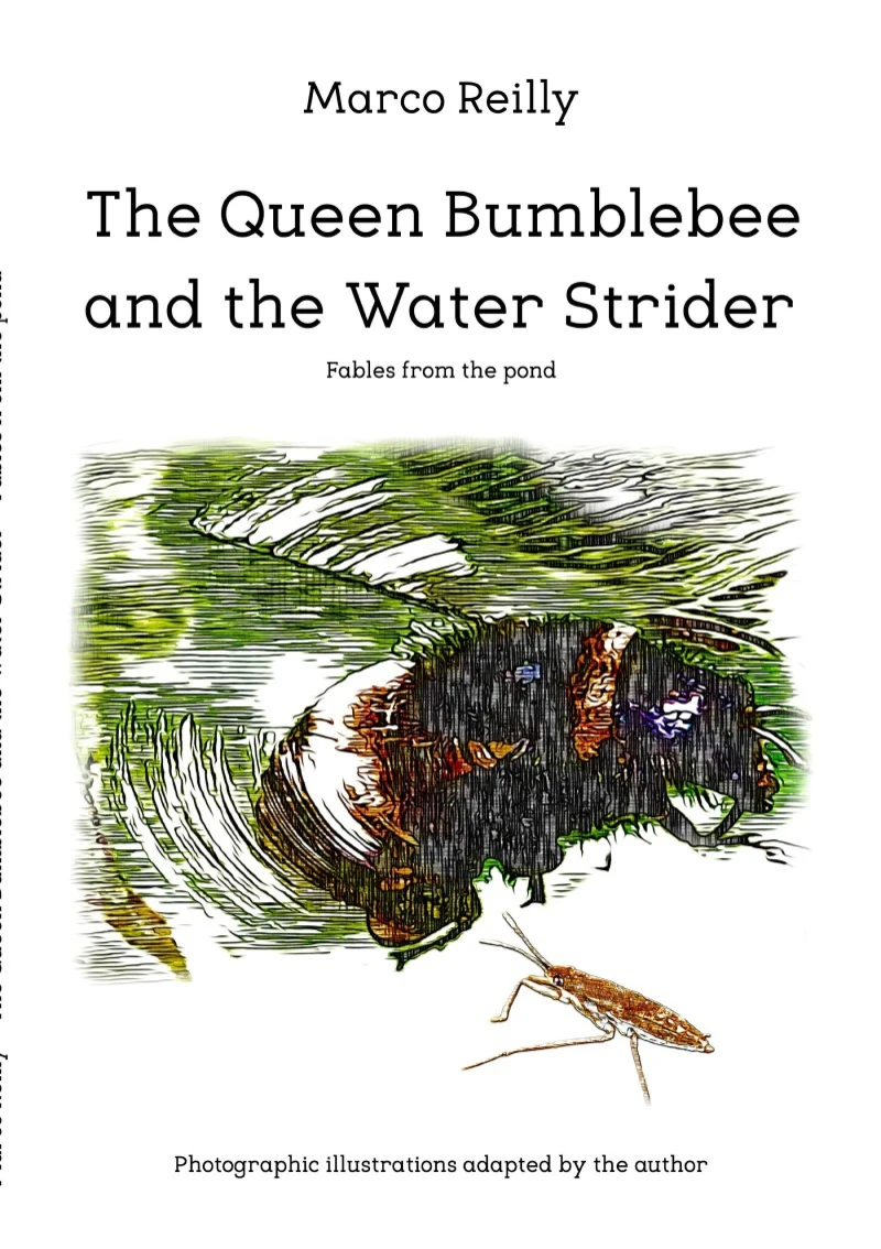 Portada: The Queen Bumblebee and the Water Strider