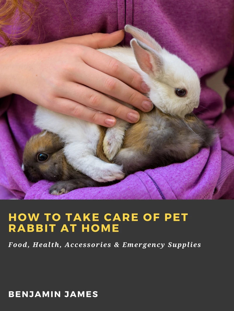 Portada: How to Take Care of Pet Rabbit at Home: Food, Health, Accessories & Emergency Supplies