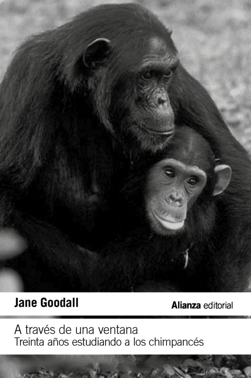 Portada: A través de una ventana: Treinta años estudiando a los chimpancés