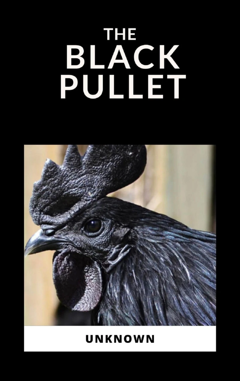 Portada: The Black Pullet