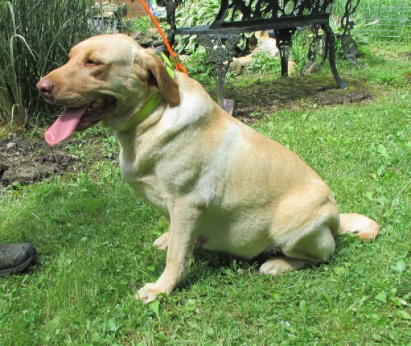 Royal Valley Scarlet Haley