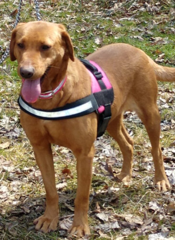 Western Extreme Mills Burnin Sage