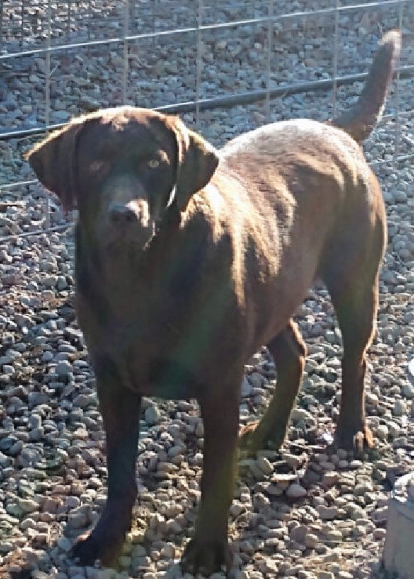 Royal Valley Copper Lousie