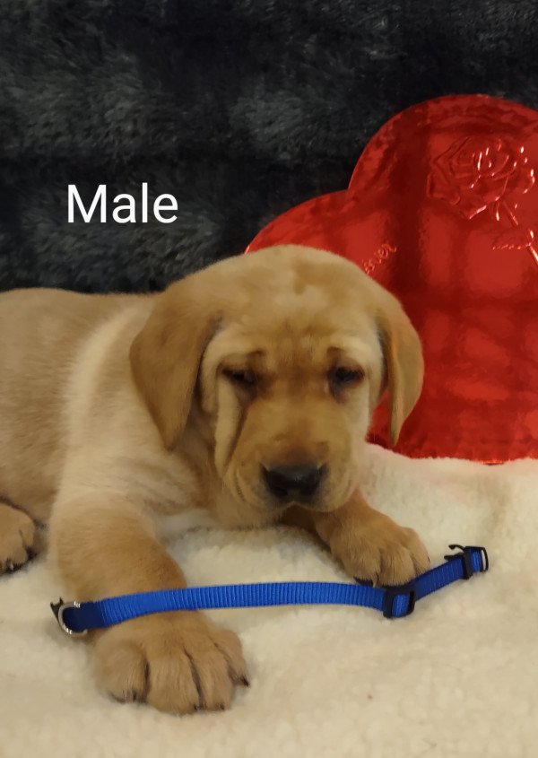 Bachman Shillings Beaman