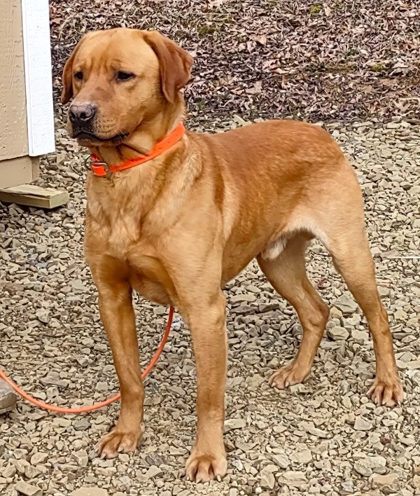 Tobys Royal Burnin Extreme