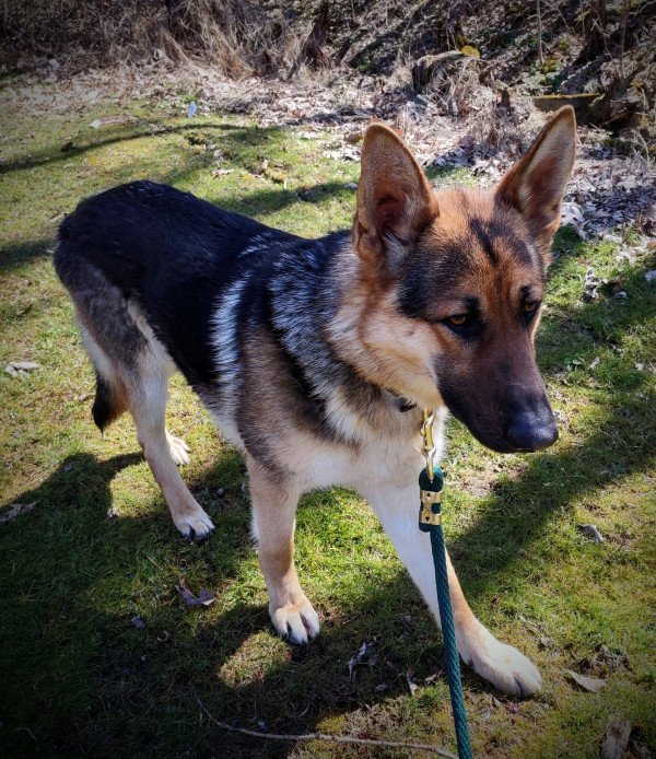 T's Skid Tar Trooper Kane 'Kane'