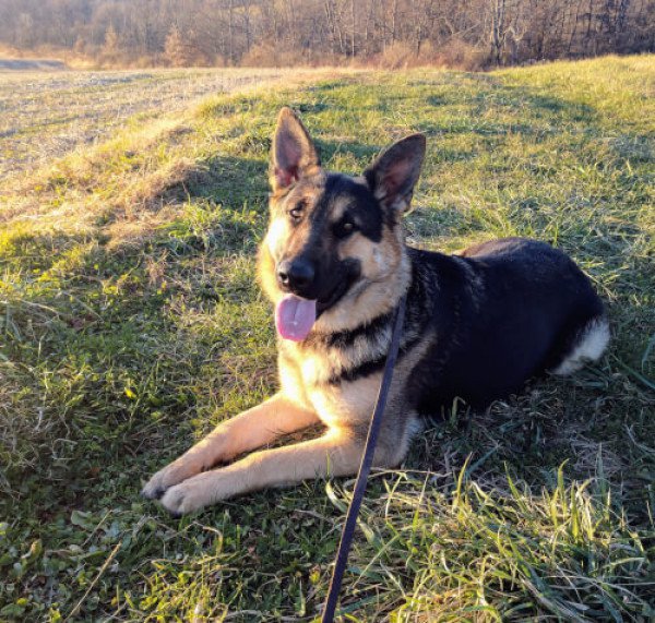 T's Koniglich Onyx Lola