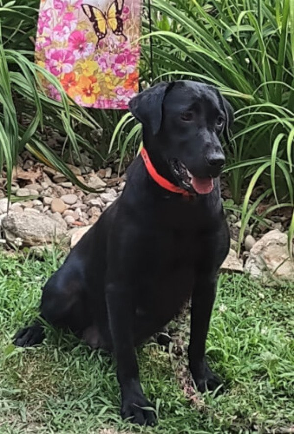 Mills Gunslinger Josie