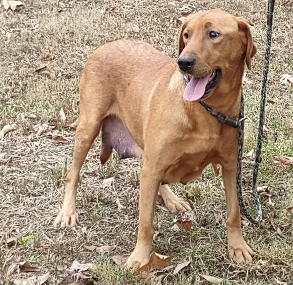 Burnin Red Tillie  (Tillie)