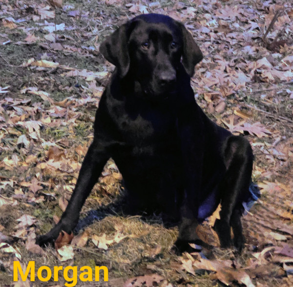 Mills Royal Onyx Morgan