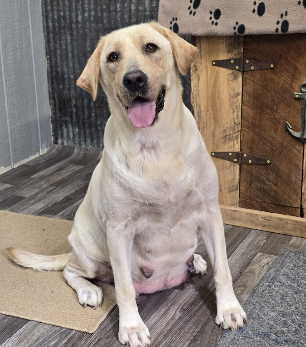 Royal Burnin Gun Slingin (Beth)