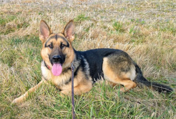 T's Maxima Von Warden Grizz