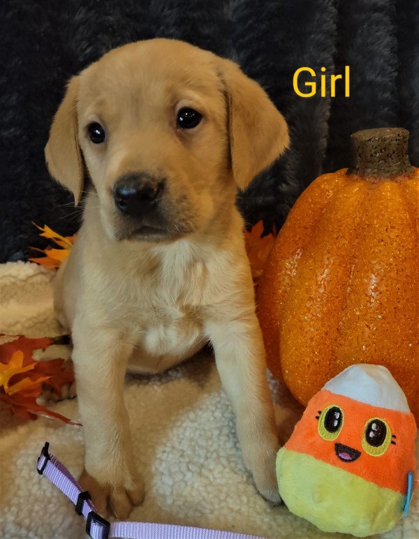 Lavender / Yellow Lab