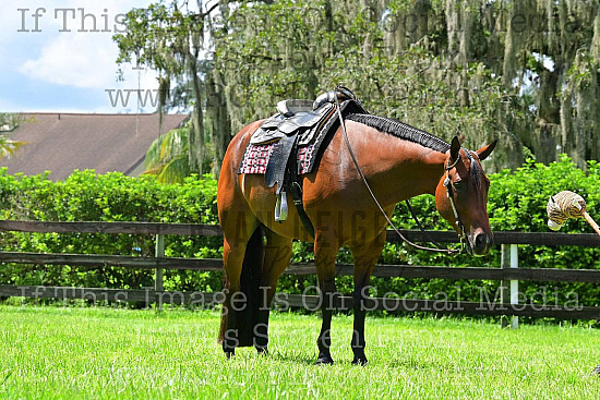 Cole Baker Show Horses