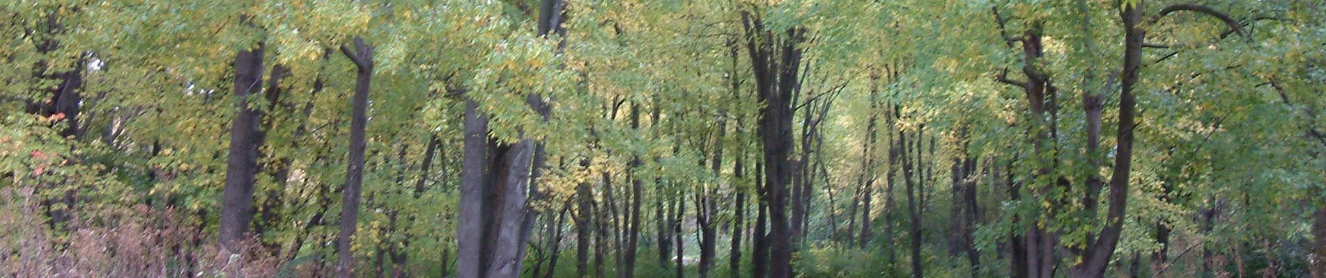 Banner of fall trees