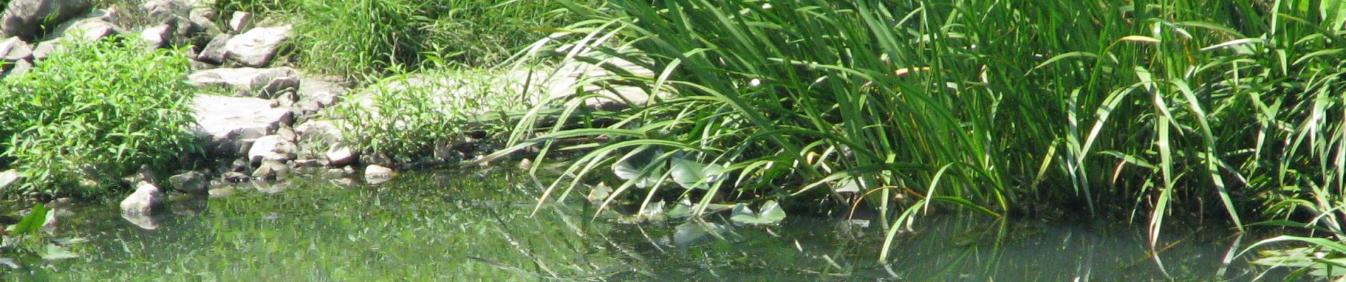 image banner green infrastructure