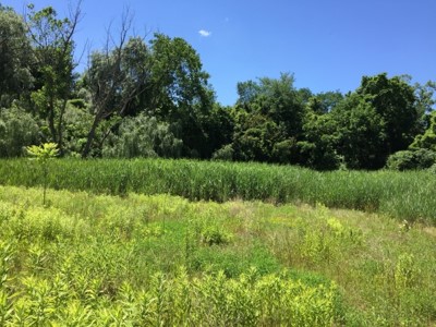 photo of Morgana Bluff