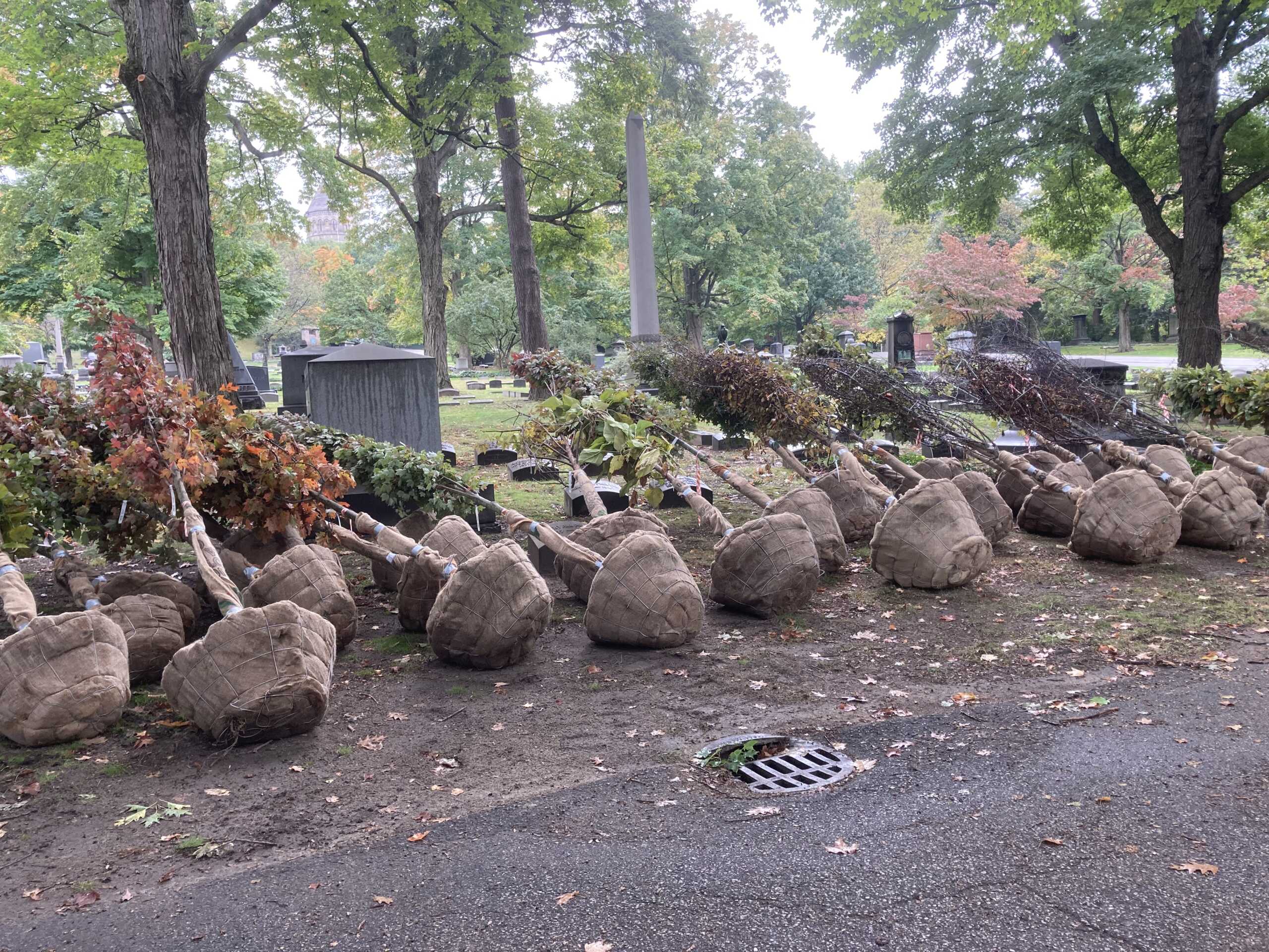 trees waiting to be planted at Lake View Cemetery