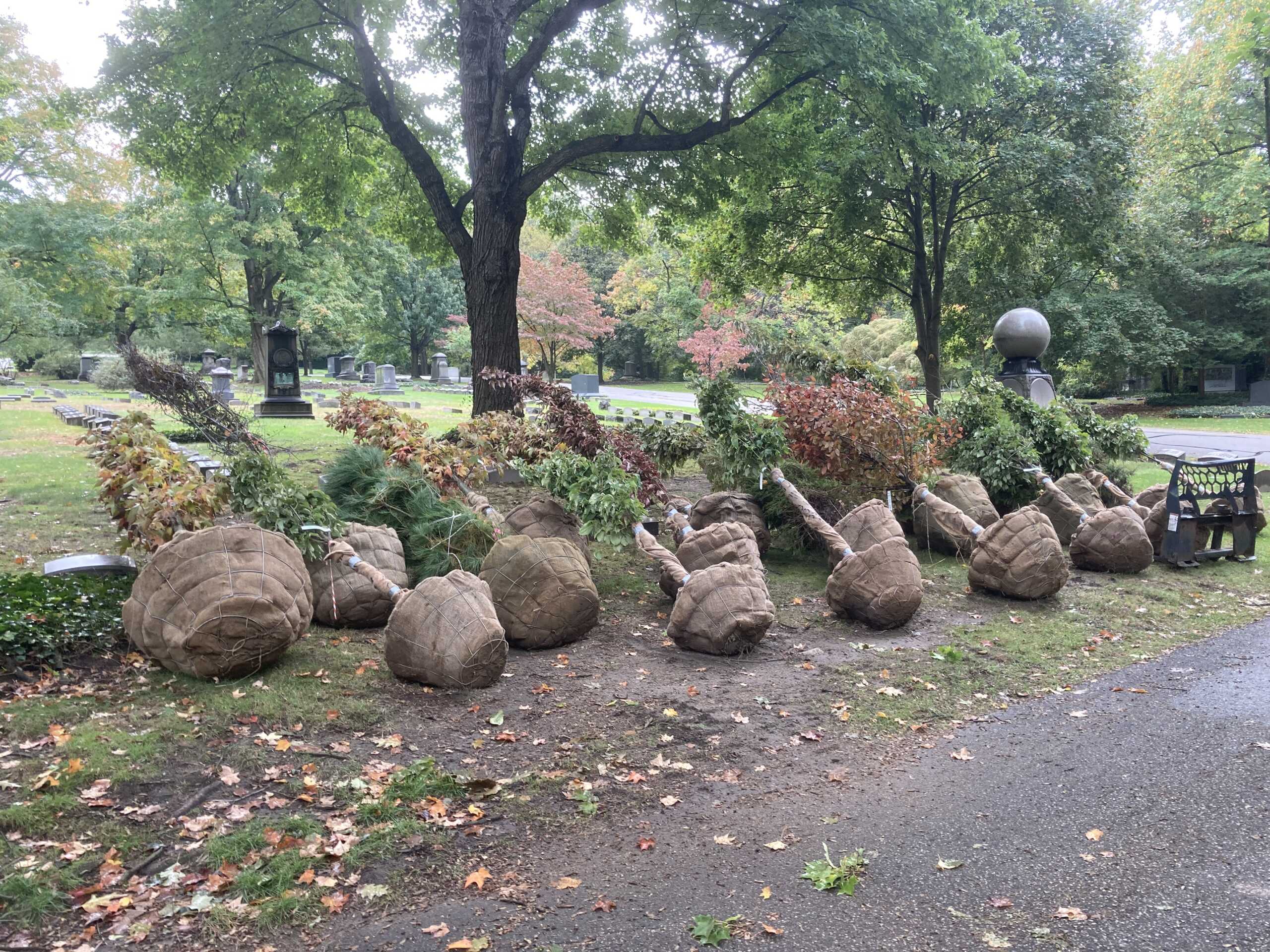 trees waiting to be planted at Lake View Cemetery