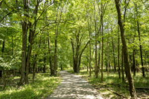 a trail winds through a wooded area, as sunlight filters through the leaves