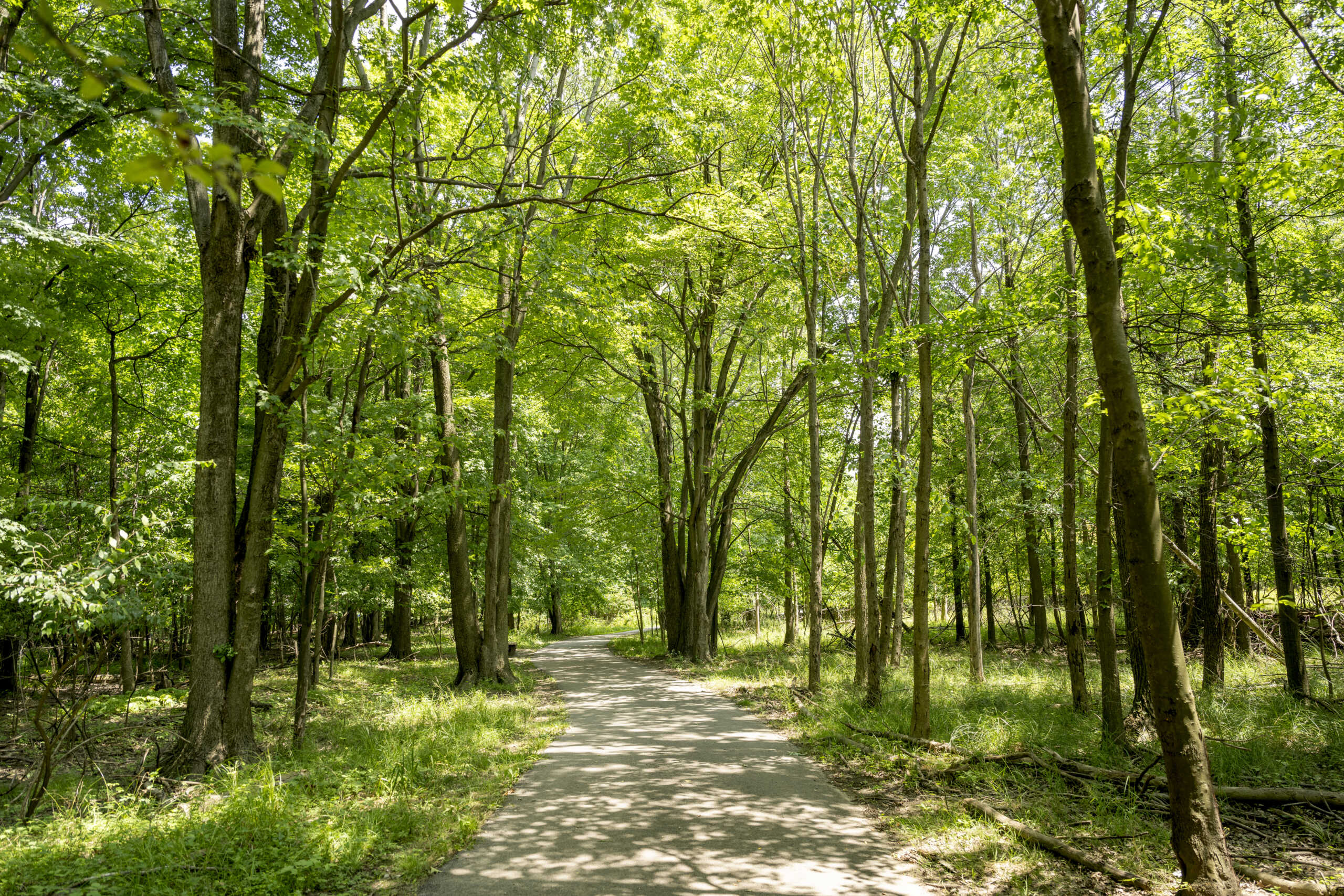 a trail winds through a wooded area, as sunlight filters through the leaves