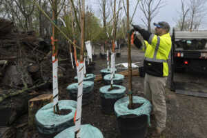 Trees being prepared for planting on the tree lawns of Brooklyn