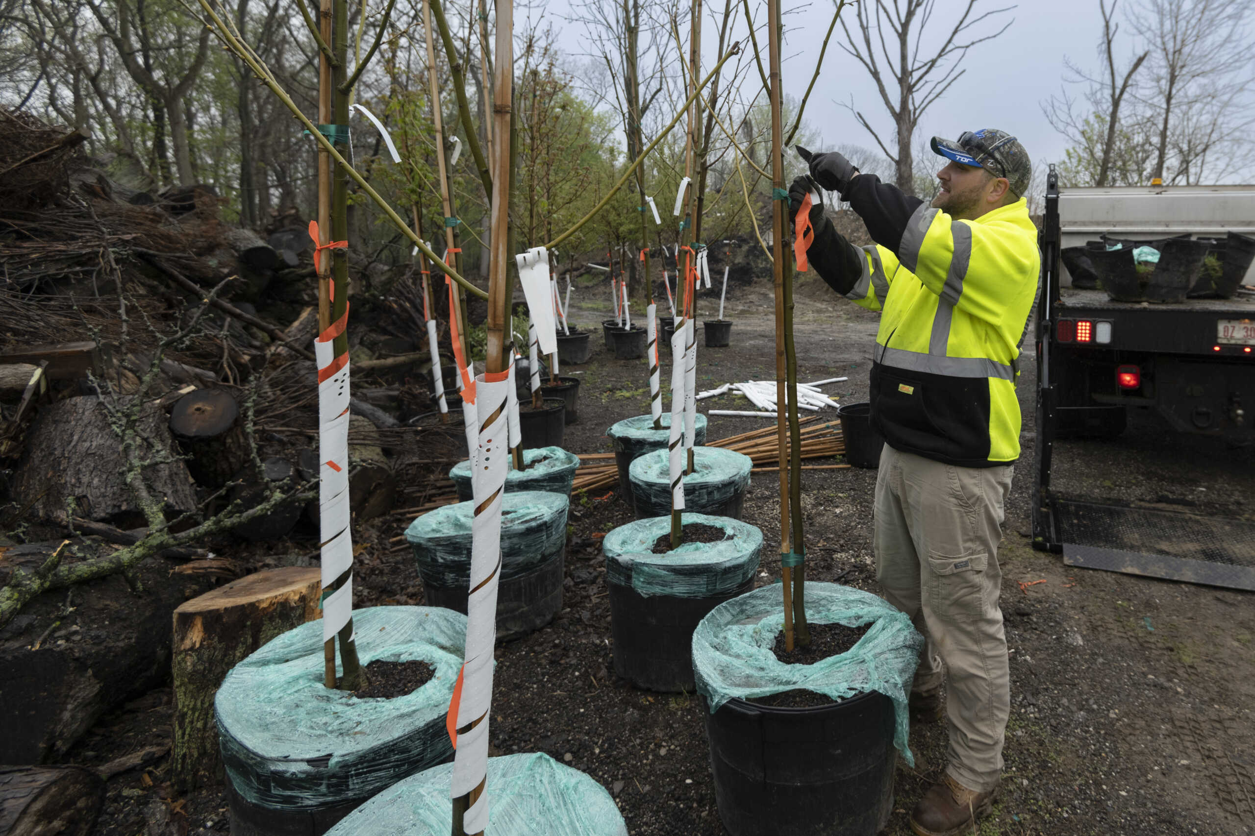 Trees being prepared for planting on the tree lawns of Brooklyn