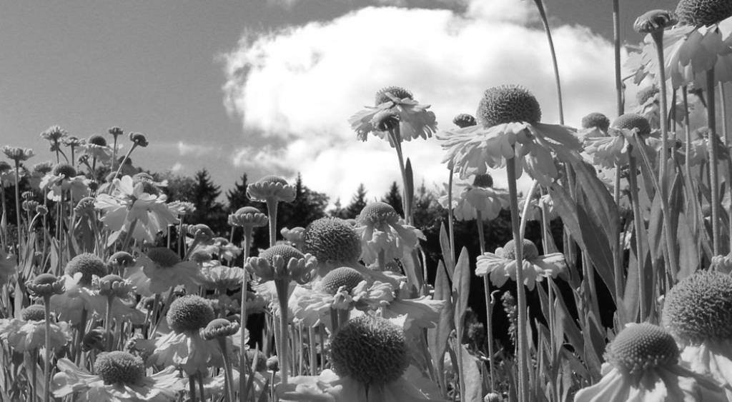 nature-q-g-1024-563-9[1]