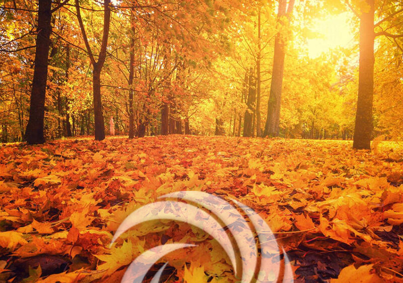 2022 Inclusive Fall Activity Guide