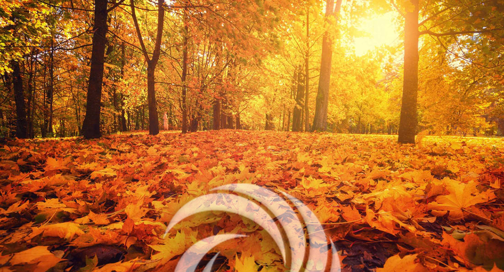 Fall Activity Guide 2022
