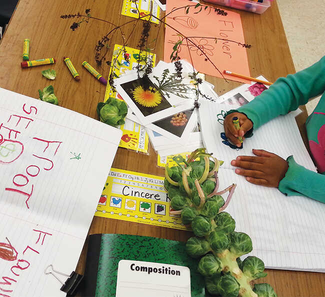 Kindergarten students use crayon to draw stalk of broccoli from real life.