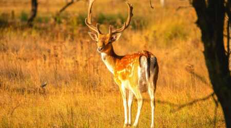 rust prevention deer hunting storage gear
