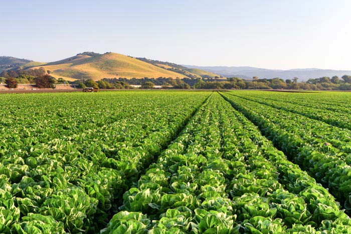 Salinas, CA | Had relatively high precipitation and wind variance