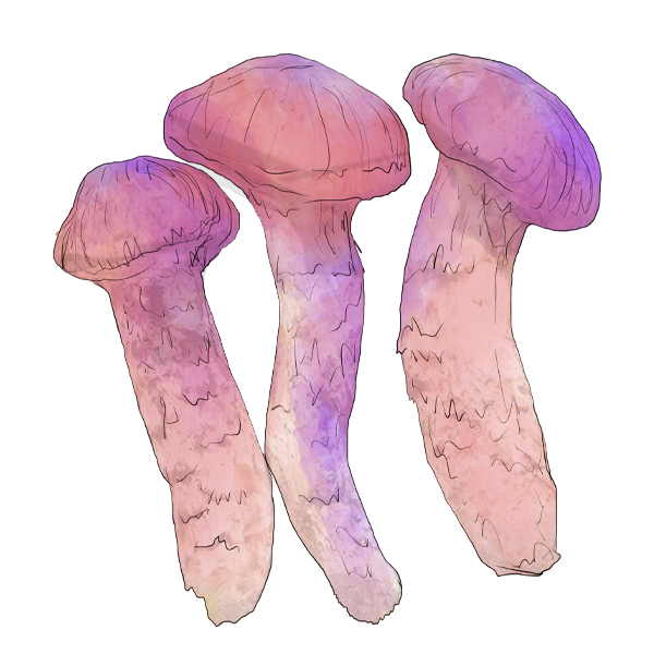 Ekelbrode Film and Storytelling Seed&Spark