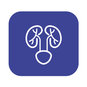 المسالك البولية