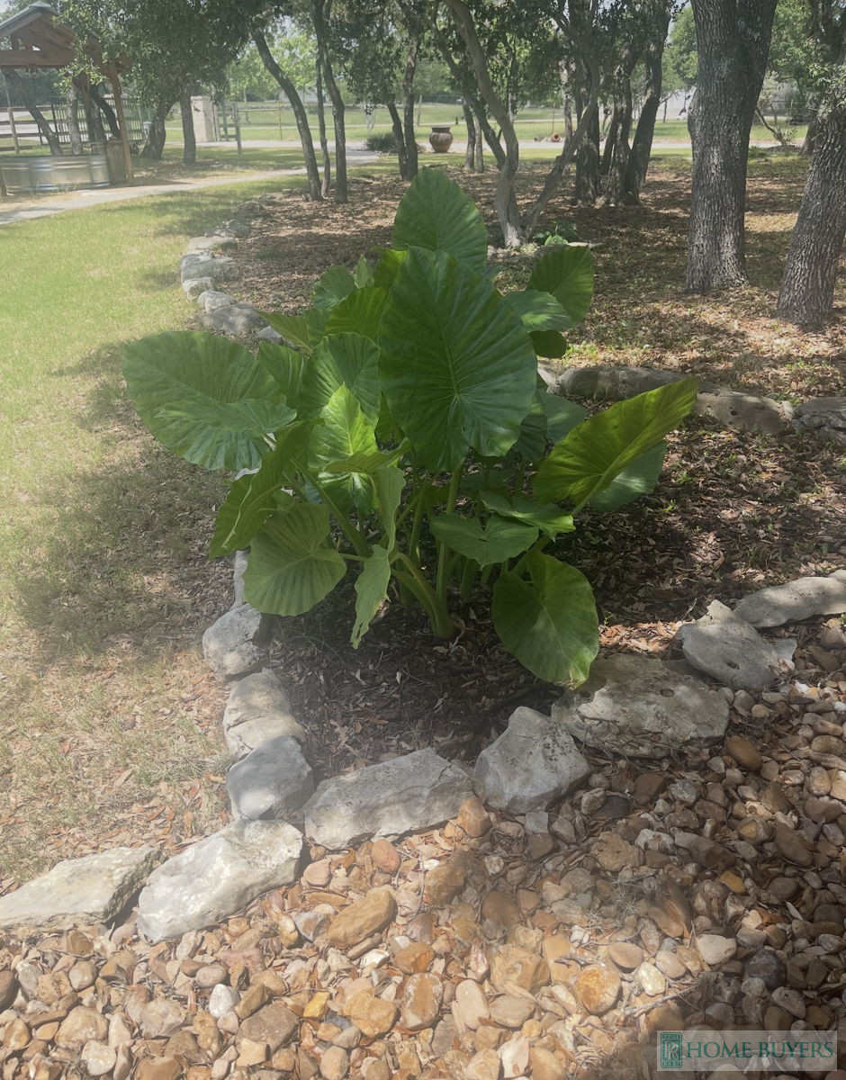 3BR Home in San Antonio , TX photo 6