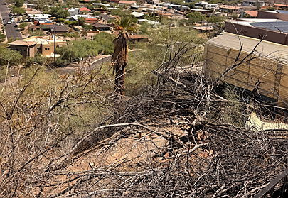 Single-Family — Phoenix, AZ