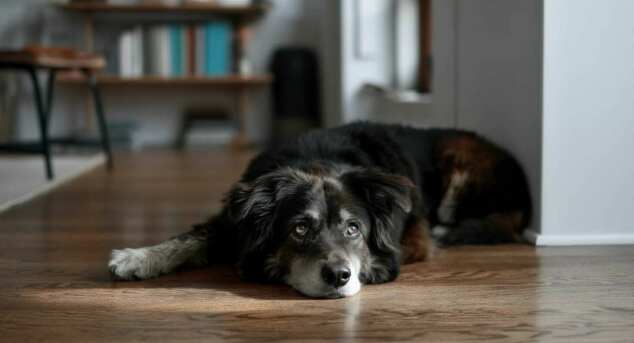Dog on Hardwood floor