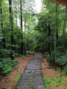 Bamboo Forest