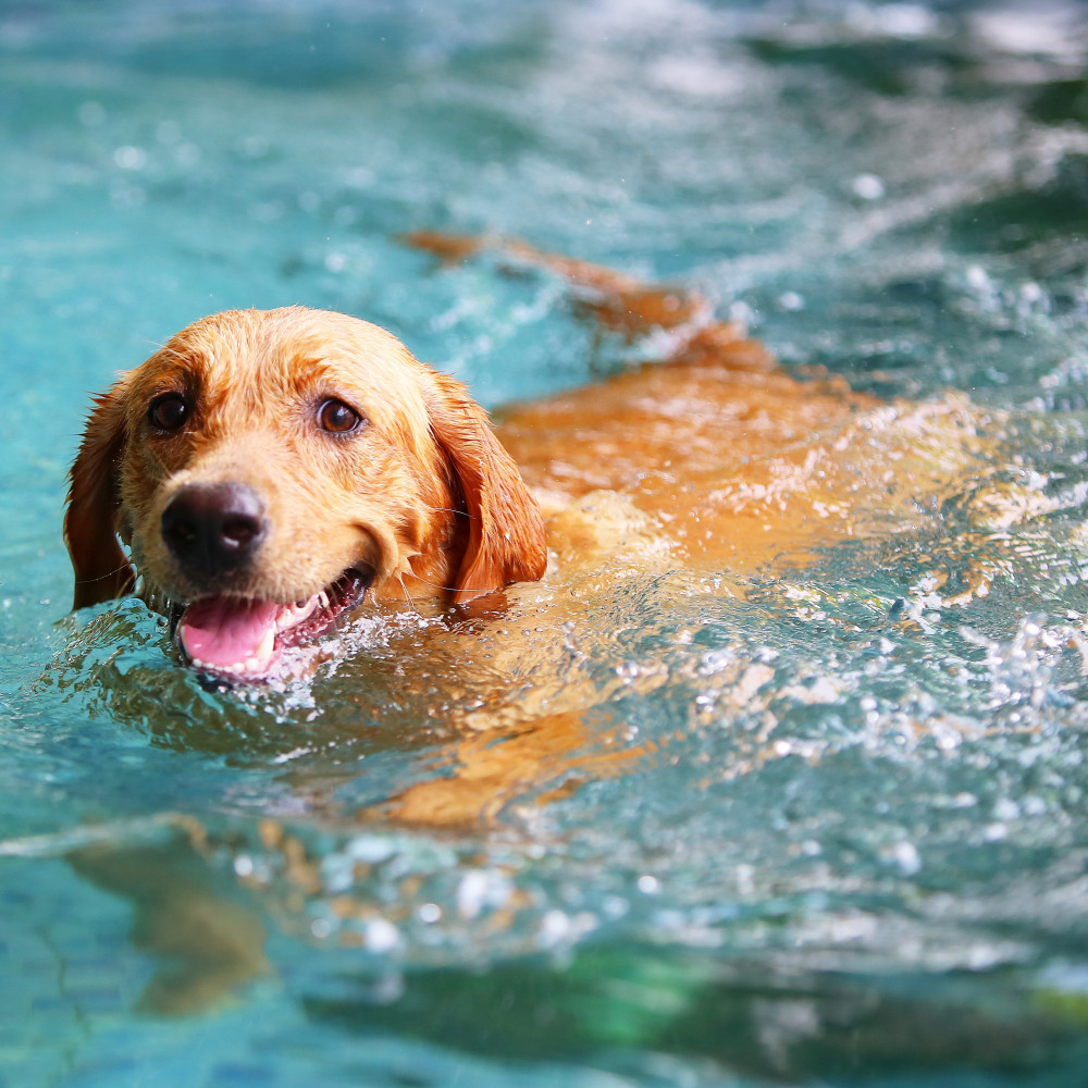 Watch How to Teach Your Dog to Swim