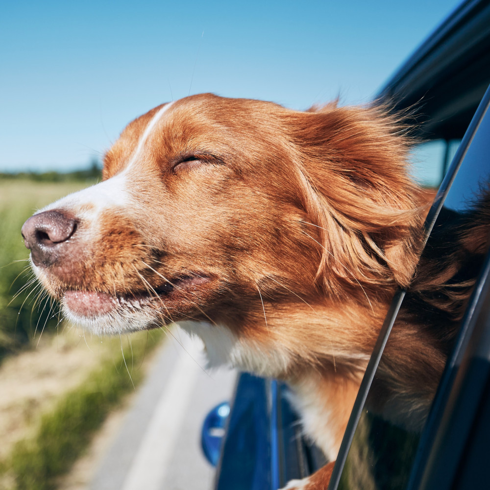 Watch How to Teach Your Dog to Get in the Car