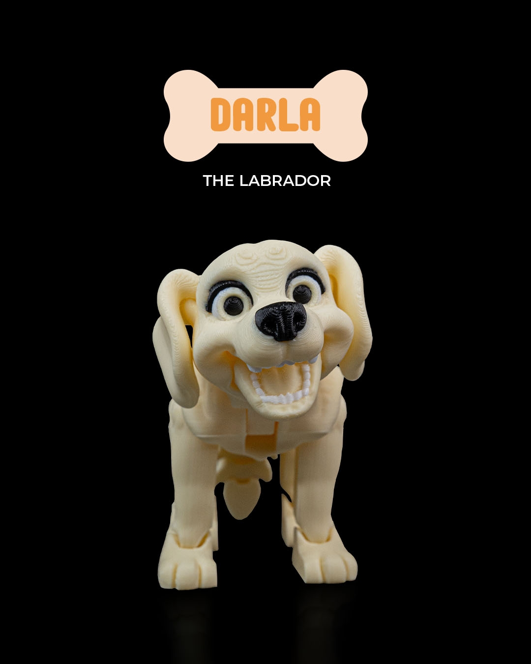 Darla, the Labrador