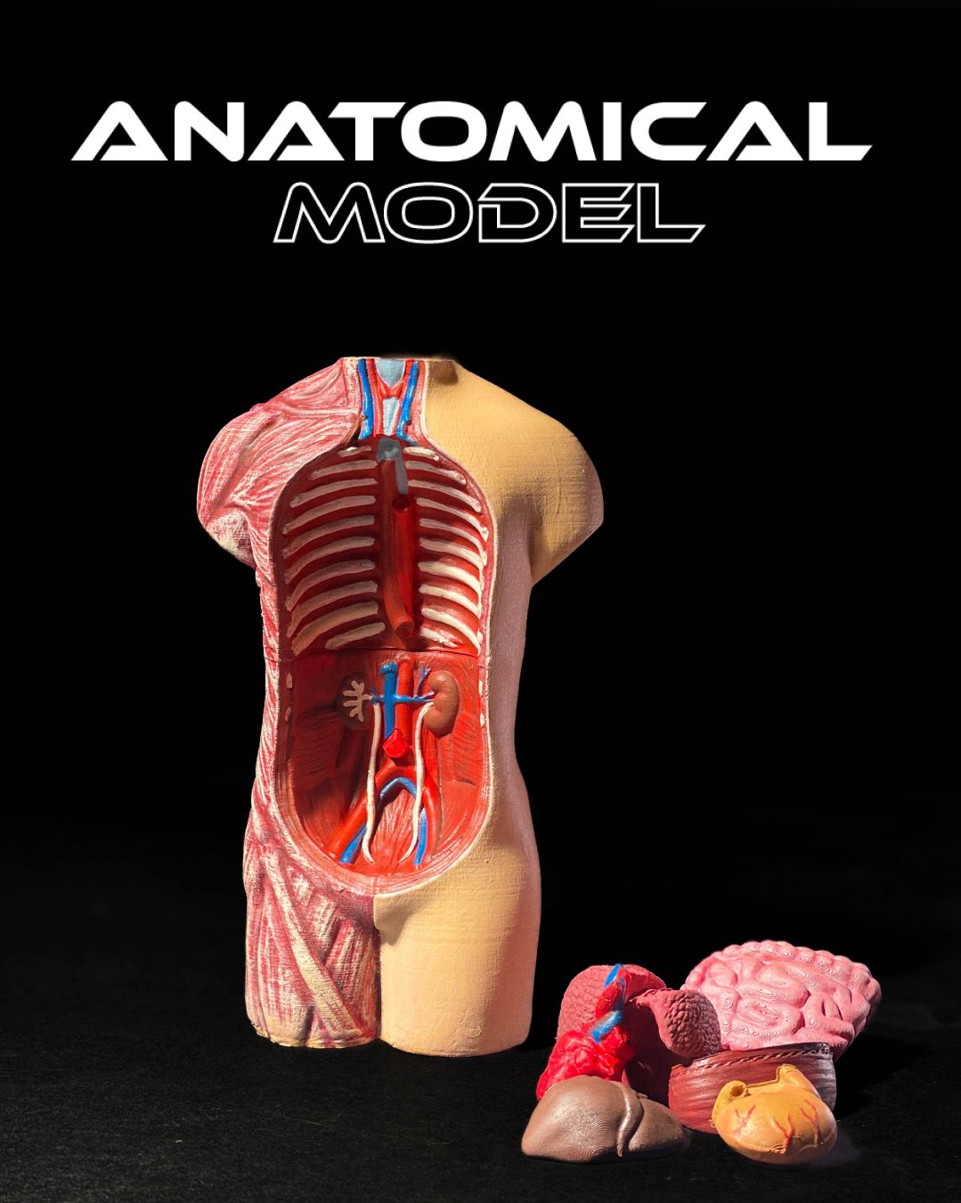 Anatomical Model