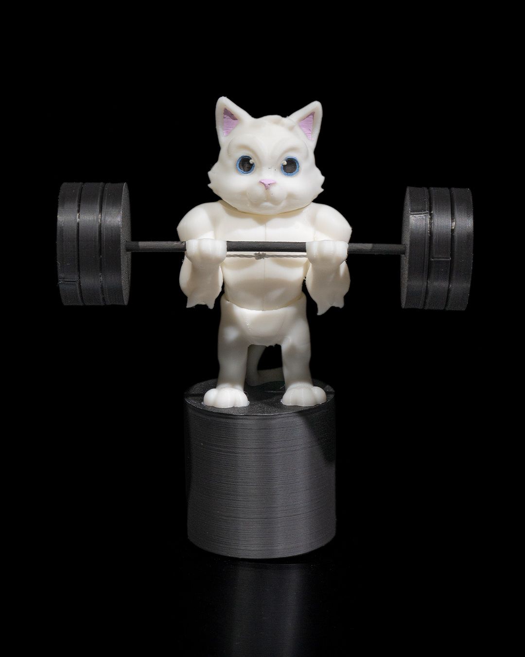 Gym Cat
