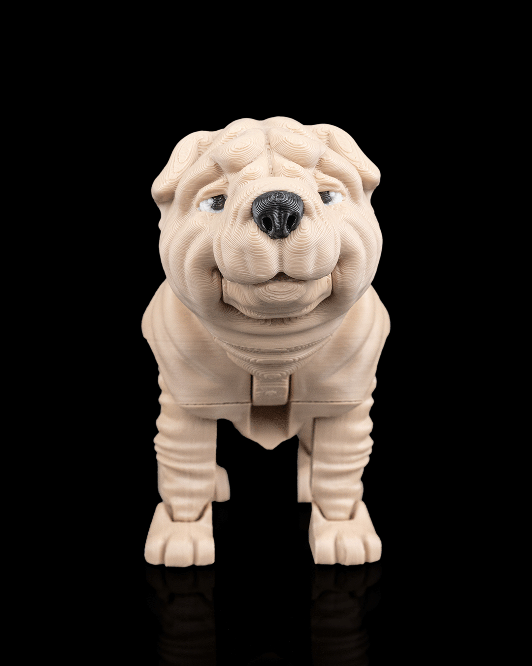 Louis, the Shar Pei