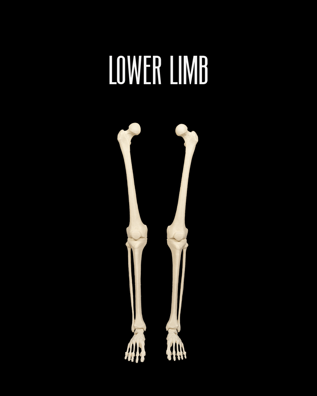 Lower Limb