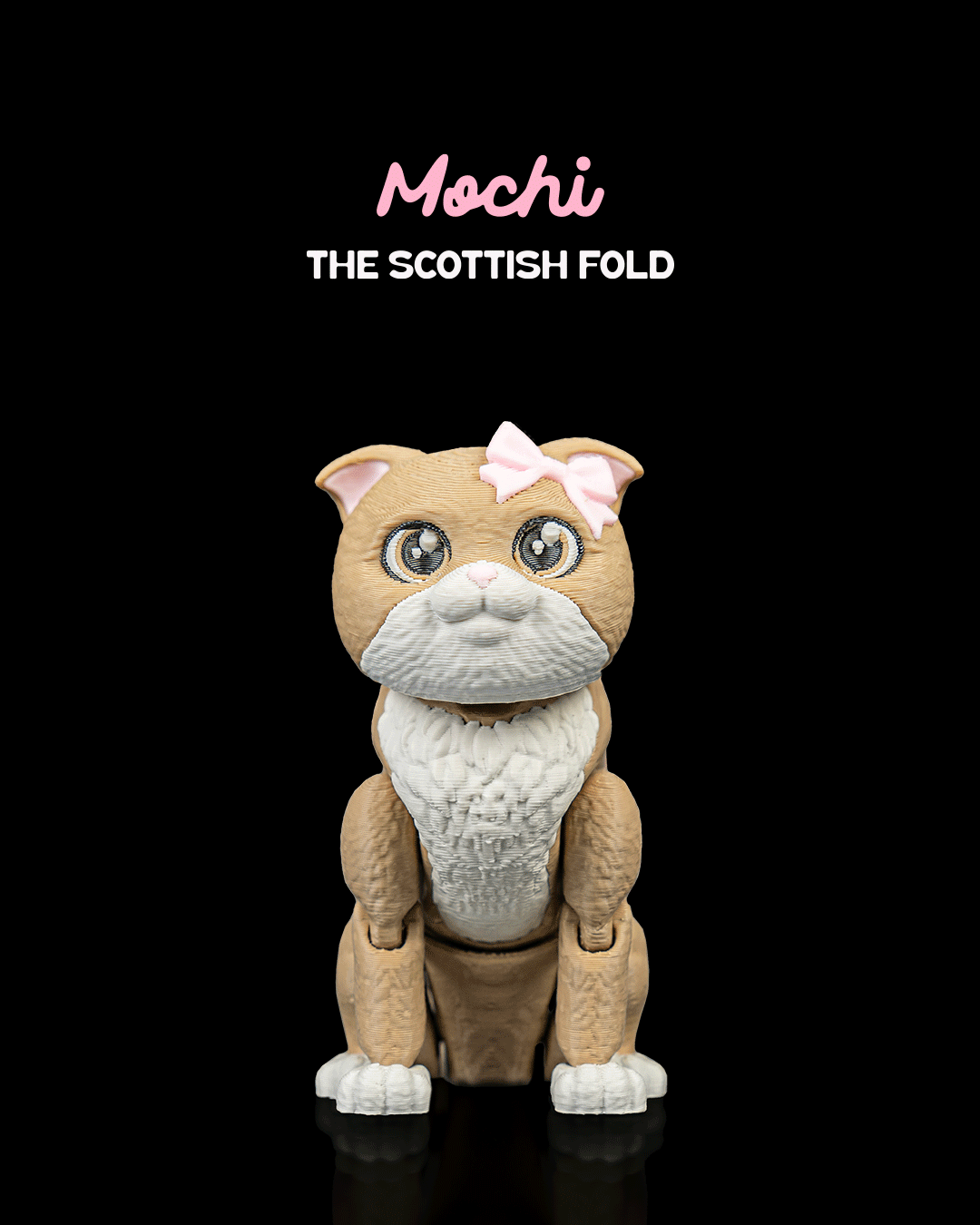 Mochi, the Scottish Fold